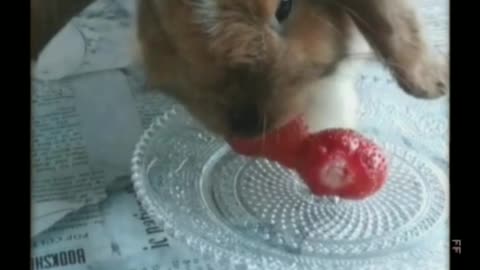 The cutest rabbit eats strawberries