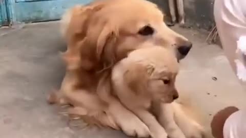 The mother dog tries to protect the puppy, even if it is only a joke from humans