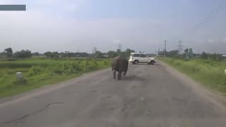 Car Vs Elephant || Elephant gone Wild