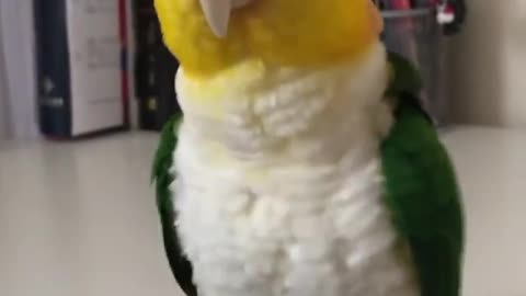 Beautiful parrot teaches dancing in style