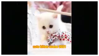 Cute kitten Funny cat video and Very Adorable kitten scene