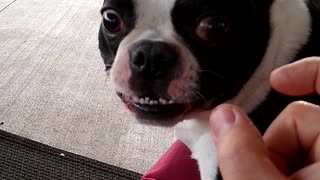 A Very Vocal Boston Terrier.