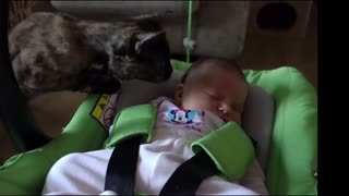 cute cats playing with babies