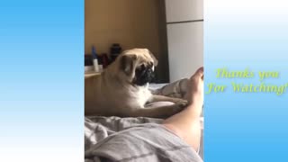 My Dog Loves Playing With My Feet