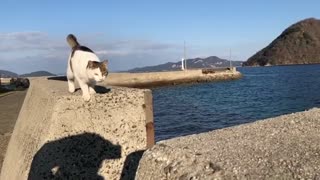 Amazing cat makes an impressive Jump