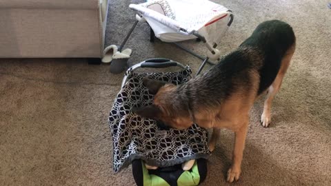 German Shepherd searches for crying baby