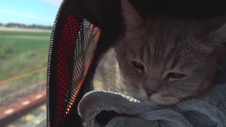An Adorable Cat Travelling