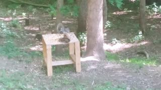 Squirrel having a meal
