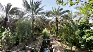 Date palms thirst for water in southern Iraq