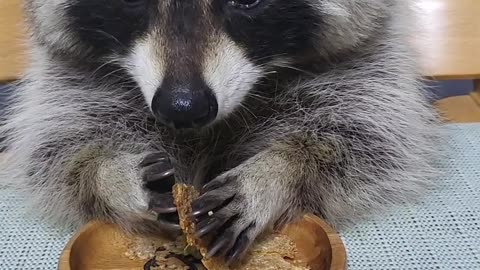 Raccoon is sitting at the baby's table and doing an asmr eating crispy nurungji(rice cookies)