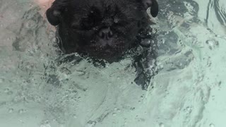 Pug Swimming
