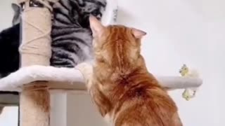 The cat reaction on another cat