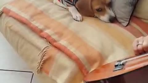 Guitar sound irritates beagle dog