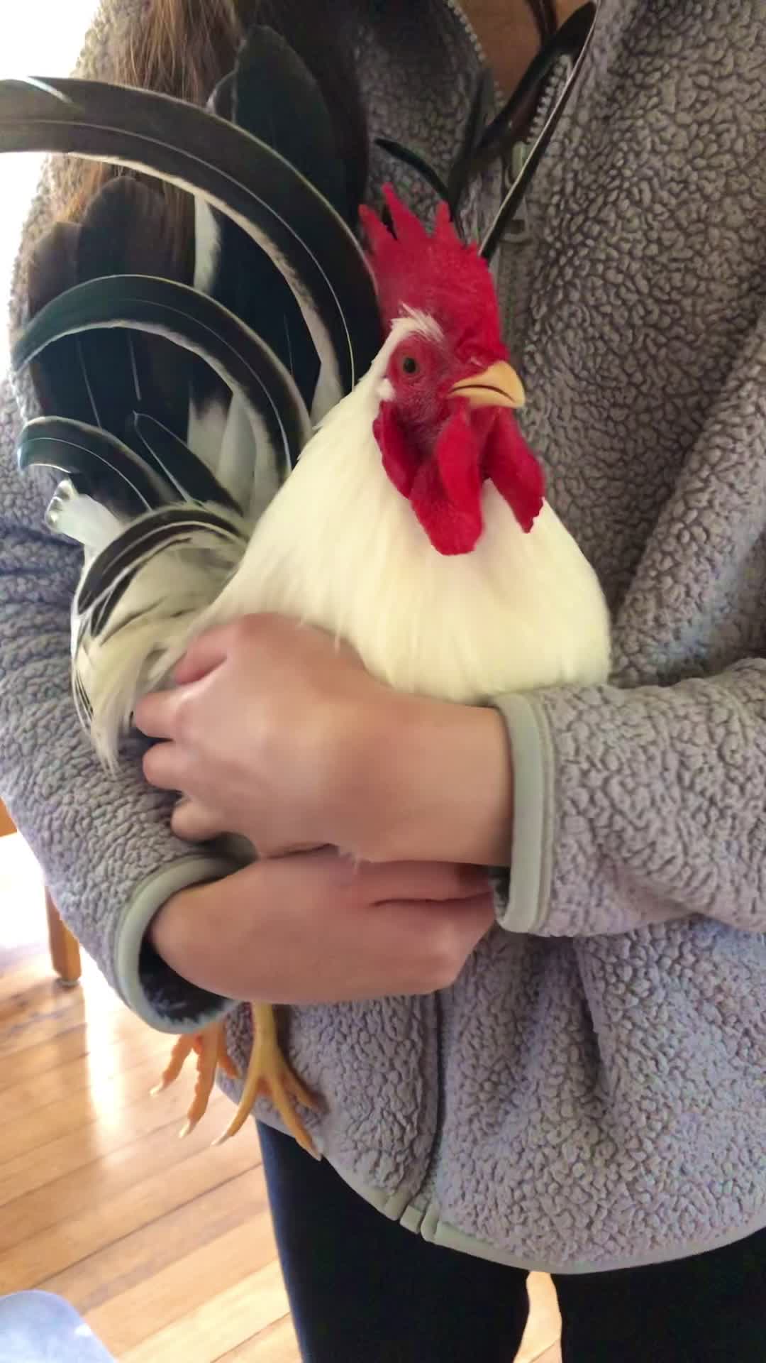 Koji the Rooster Running to Be Held by His Favorite Human