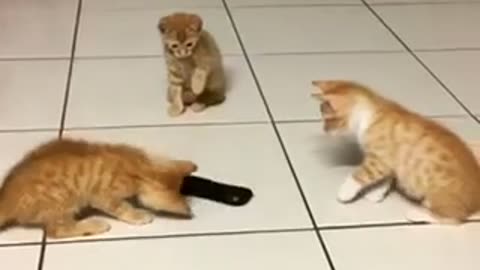 Kitten siblings take on "scary" remote control