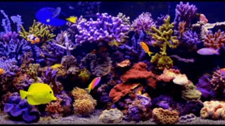 Beautiful colourful fishes in Aquarium