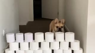 French Bulldog participates in the toilet paper challenge