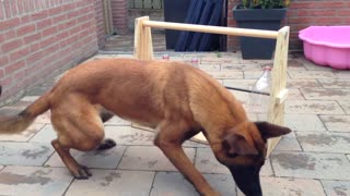 Compilation Of Clever Dogs Flaunting Impressive Talents