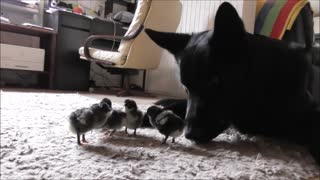 German Shepherds watch over newly hatched chickens