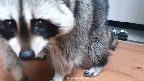 A smart raccoon tilts the bottle to eat its food