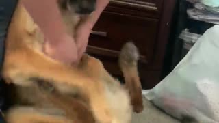 German Shepherd can't control his legs during chest scratches
