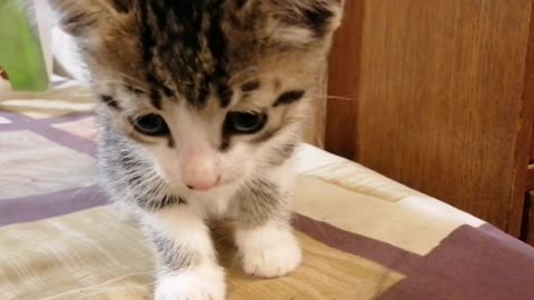 Little Barsik (kitten)