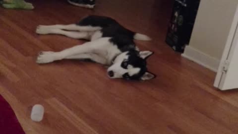 Why Is This Puppy Crying On The Floor? Husky Owners Know Exactly Why This Happens.
