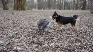 Playing of Fighting, Dogs best time,