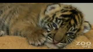 Tiger cub with zoo workers