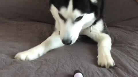 'Don't annoy me hooman' Follow @husky.loyal for more $$$