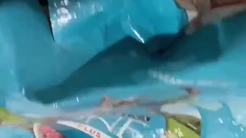 A kitten decides to eat directly from the bag