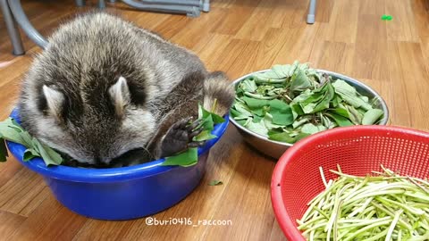 The raccoon is sitting in a basket full of vegetables and bothering his mother.