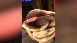 Dog makes the most hilarious sound while asleep
