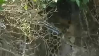 Cheetah catches and drops a crocodile in the water