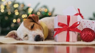 Dog Asleep Around Christmas Decorations