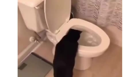 Kitten flushing in bathroom