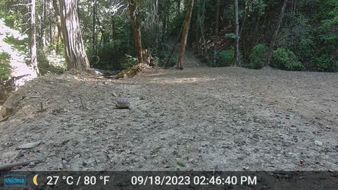 Box Turtle Heading to the Creek
