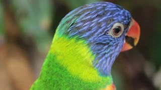 Colourful parrot