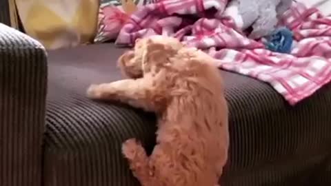 Determined puppy manages to climb on top of the couch