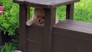 Cute Pomeranian gets stuck inside a toy train