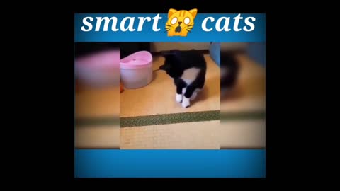 How do cats play? funny scene