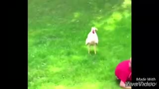 Check Out these Chicken Chasing Kids - VERY FUNNY