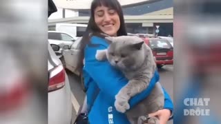 Wild and funny cats