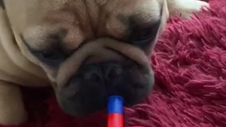 French Bulldog Plays the Toy Trumpet