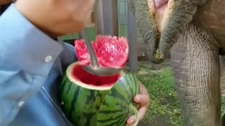 The breeder feeds the elephants watermelon