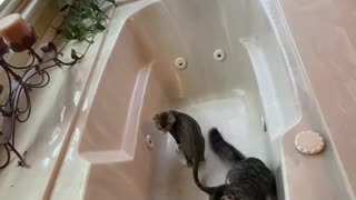 Kittens in the bathtub playing with Nerf balls