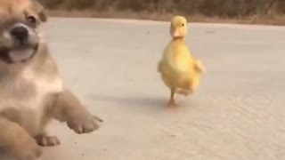 Street Puppy Become A Member Of Duck Family
