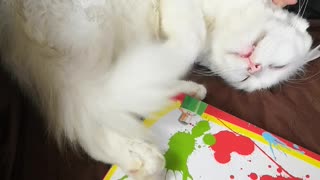 Cat Really Enjoys Scratches While Sleeping