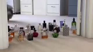 DOG jumping perfume