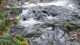 Joyful sounds of Necarney Creek